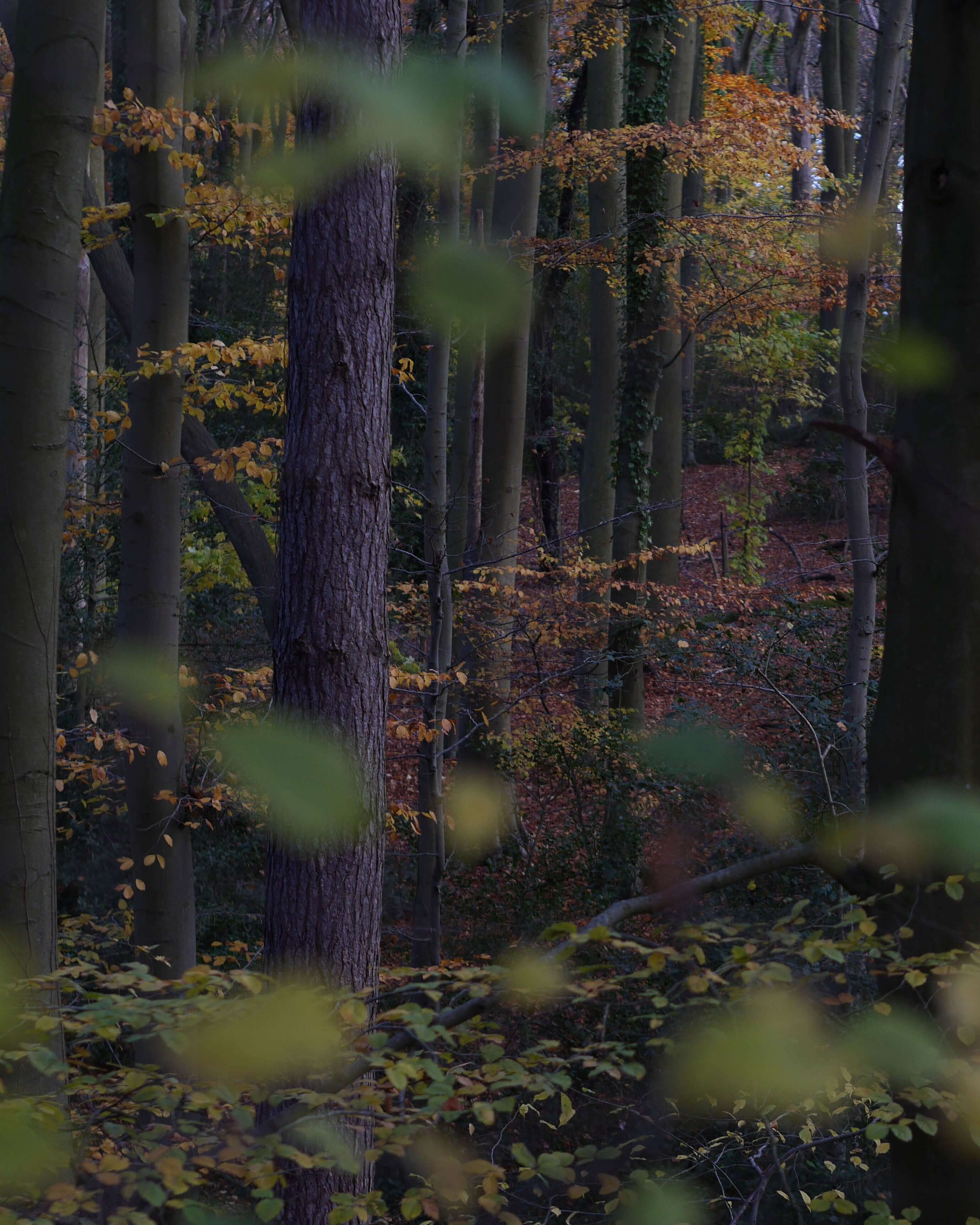 Buckinghamshire forest, in the Chilterns